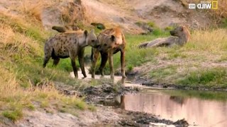 Africas Hunters S02E04 The Lost Prince - Part 02