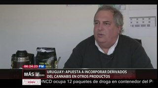 Uruguay: sale a la venta la yerba mate con cannabis