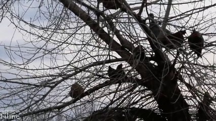 Der Truthahn und die Hühner kletterten in den Baum