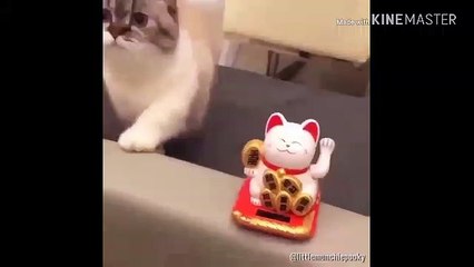 Cute animals playing with joy-Funny animals compilation 2018.