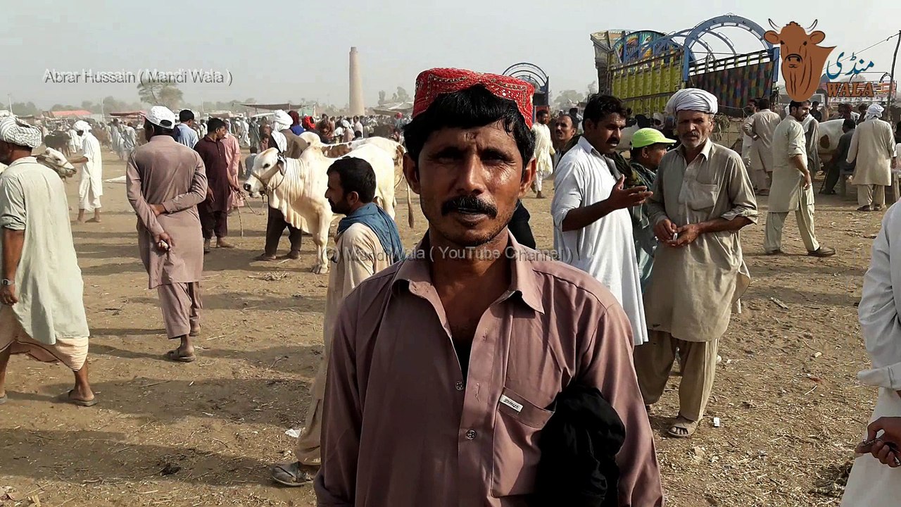 204 - Cow Mandi 2019/2020 Multan - Sahiwal Bull - Nukhra Bull - Cholistani