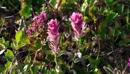 Arctic Secrets S01  E03 Delta Discoveries   Part 02