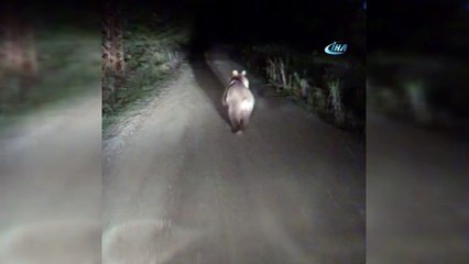 Önüne çıkan ayıyı ormana kadar böyle kovaladı