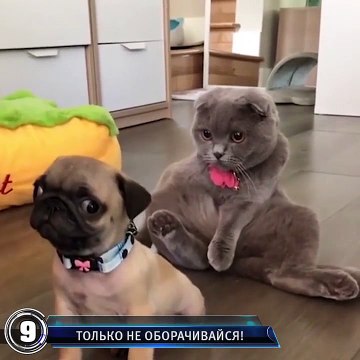 Best Video Лучшее Недели