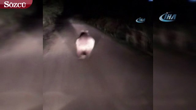 Önüne çıkan ayıyı ormana kadar kovaladı