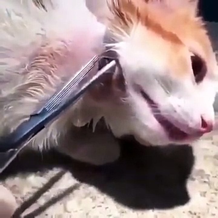 Il retire une larve énorme du cou de son chat