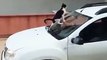 Ce chat vient poser sa peche sur le pare-brise de la voiture... Sympa