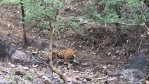 Il capture des images rares et magnifiques d'un tigre en pleine chasse