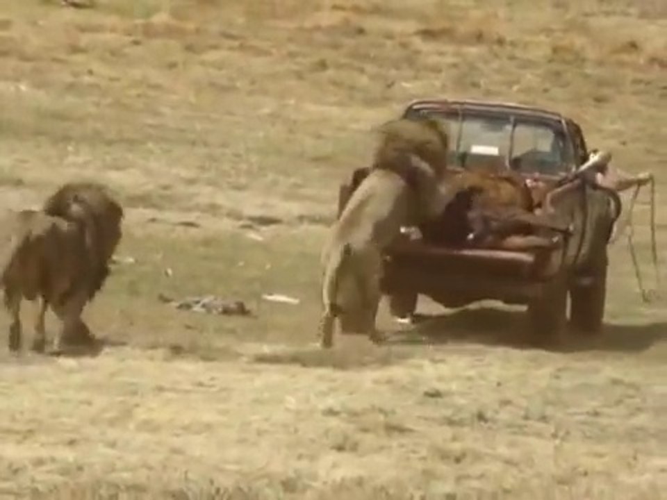 L'heure du repas pour ces lions affamés qui mangent directement sur le camion