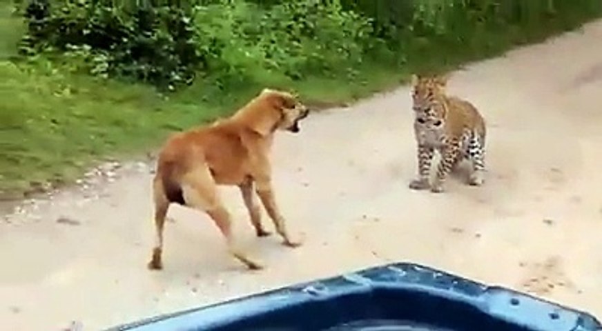 Cheetah attacks dog