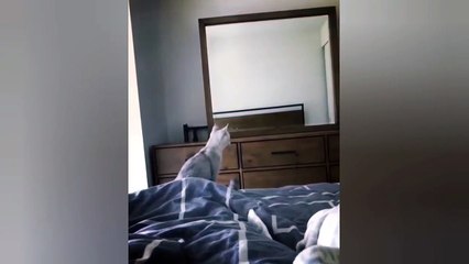 Кот любуется на себя в зеркале