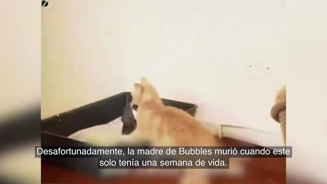 Un gato adopta un conejo huérfano