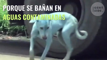 El misterio de los perros azules resuelto en una ciudad hindú