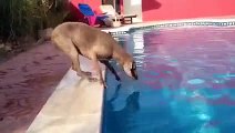 Dog Retrieving Frisbee Without Jumping In The Pool