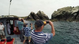 Did you know that Alderney is home to 2% of the worlds Gannet population?  Take a boat trip with ALDERNEY WILDLIFE TRUST to get up close to these fascinating bi