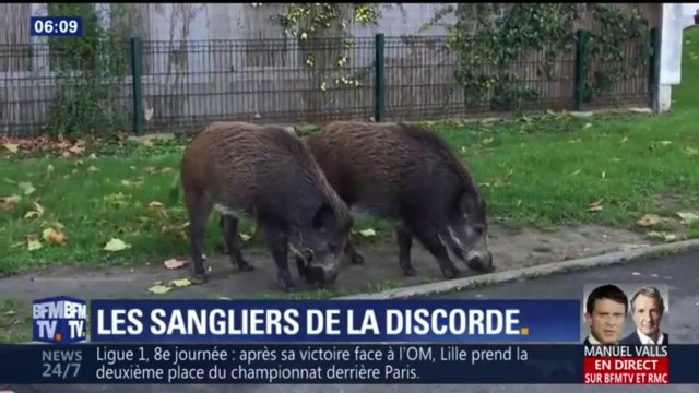 Les agriculteurs reprochent aux chasseurs de ne pas tuer assez de sangliers