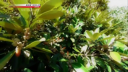 NHK Meiji Jingu Forest A 100-Year Experiment