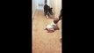 Caring Pit Bull teaches baby how to play fetch