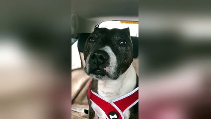 Hond doet 'gefrustreerde dolfijn' na