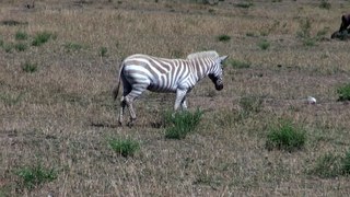 Albino Zebra - Serengeti National Park - Tanzania