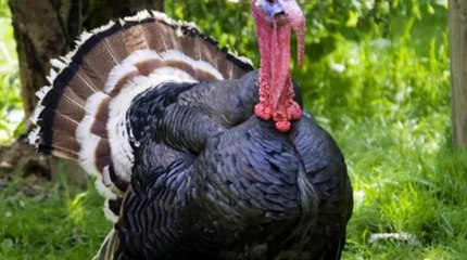 صوت الديك الرومي  turkey bird sound - cri du dindon