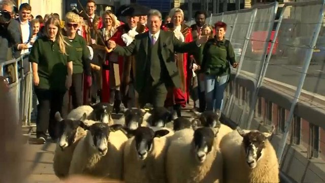 شاهد: مقدم برامج تلفزيونية يقود قطيعا من الخراف على جسر لندن