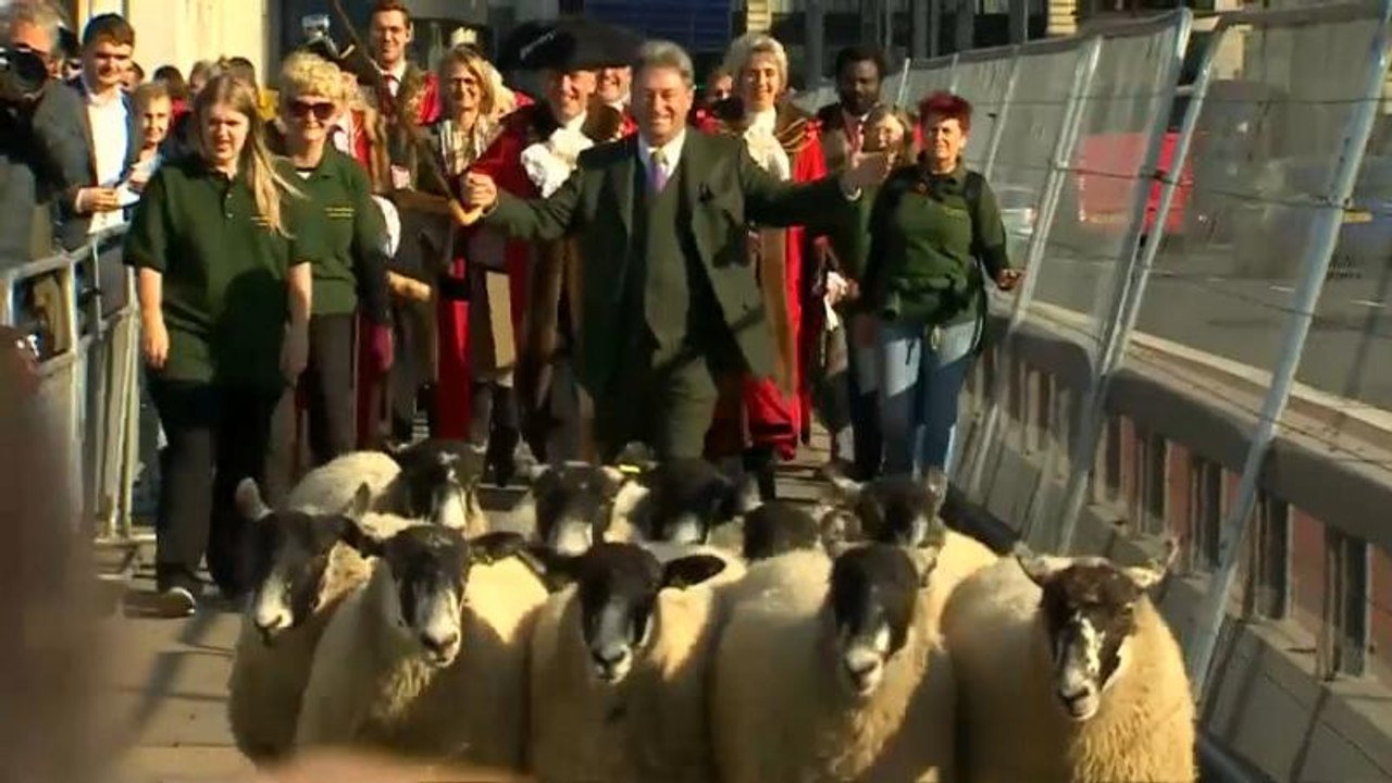 شاهد:  مقدم برامج تلفزيونية يقود قطيعا من الخراف على جسر لندن