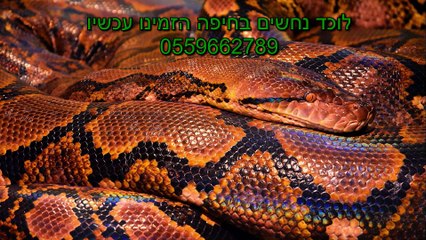 איך לבחור לוכד נחשים בחיפה