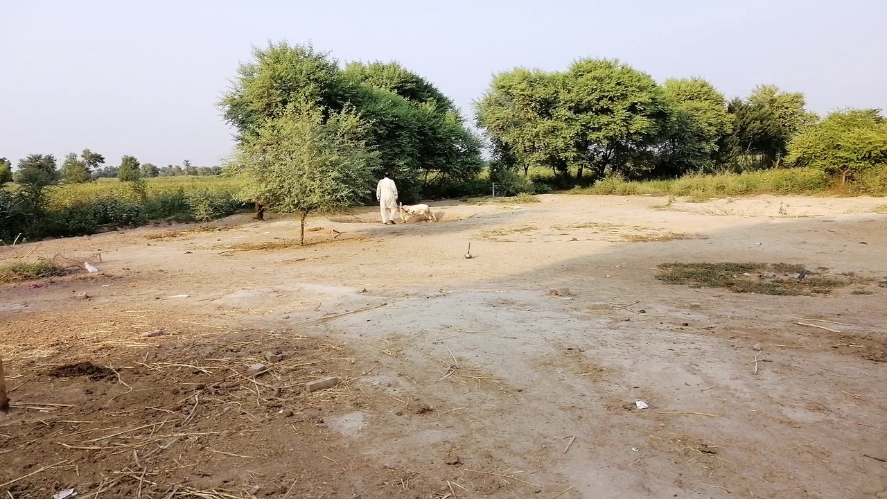 Training of Little OX for Race