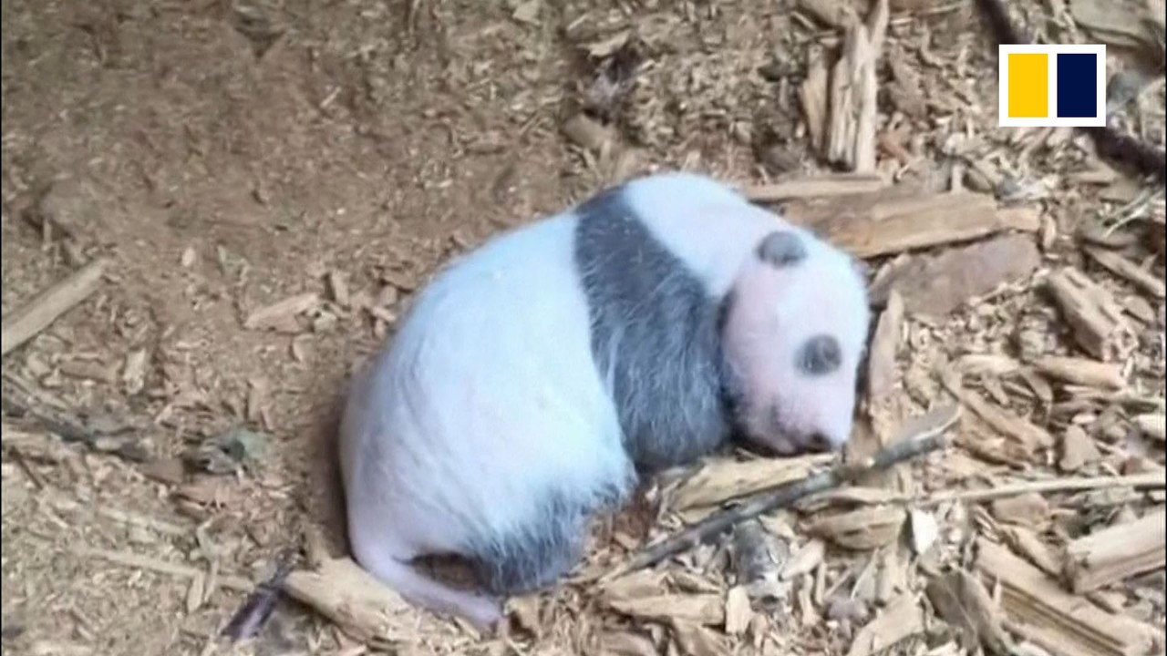 Why this sleeping wild baby panda in China is a really big deal