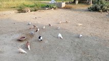 Beautiful Pigeons in a village
