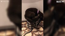 Moment a puppy finds refuge in its owner's purse