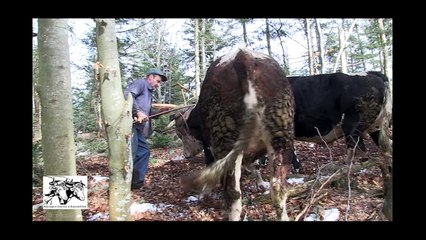Débardage avec une paire de boeufs chez la famille Deygas à Lalouvesc (07)