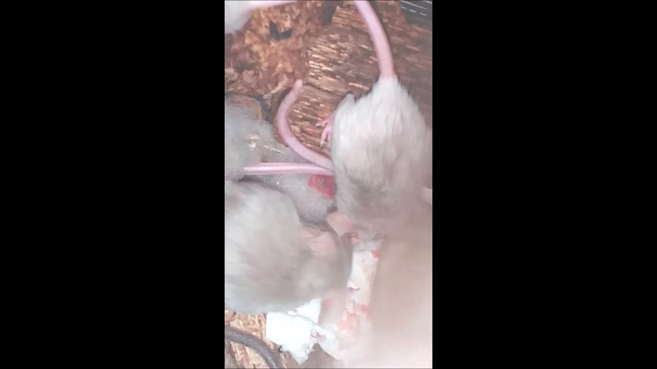 Pinto mice eating its own pup