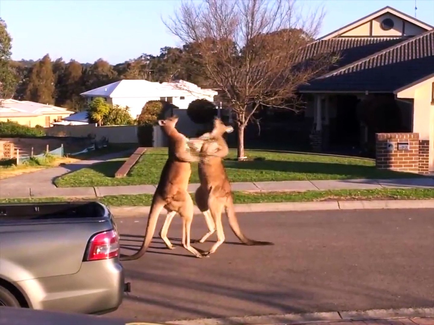 Kangaroo Boxing Fight
