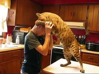 Un chat sauvage très affectueux