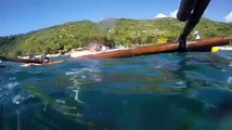 MASSIVE whale shark surprises swimmer