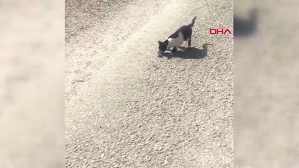 Muğla Kedi ile Yavru Yılanın Kavgası
