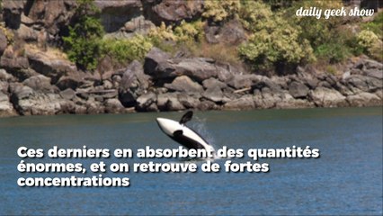 Les résidus de nos produits chimiques risquent de tuer plus de la moitié des orques d’ici 2070