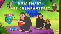 How Smart Are Chimpanzees? - The Dr. Binocs Show | Best Learning Videos For Kids | Peekaboo Kidz