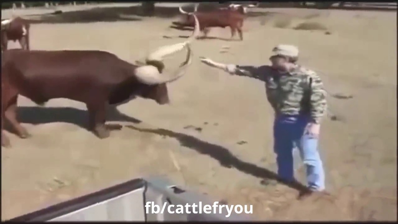 Funny cows and their crazy owners compilation