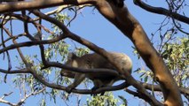 NHK Wildlife Collection 1 2  of  6 Koalas