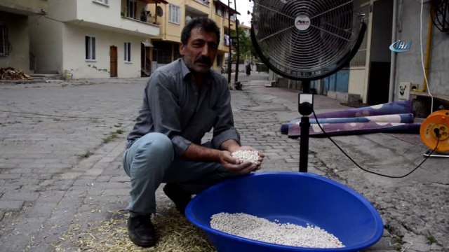 Fasulye hasadında rüzgar olmayınca vantilatör kullandı
