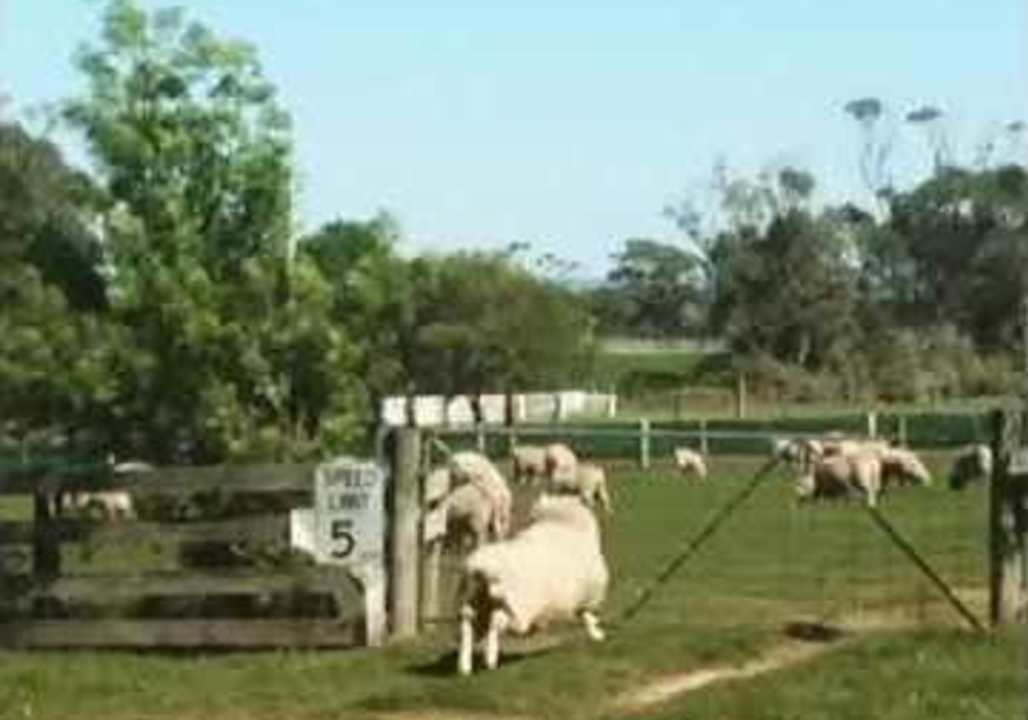 Jumping Sheep Will Help You Count Your Way to Sleep