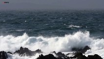 Basking shark filmed leaping out of water