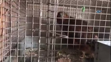 Yaban hayvanları Kars’ta şifa buluyor