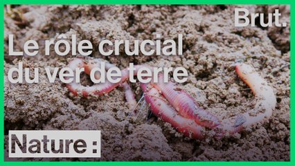 Interview de Christophe Gatineau sur le rôle du ver de terre