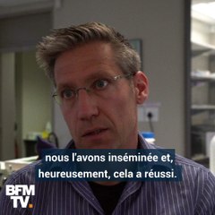 Ces lionceaux sont les premiers dans le monde à être nés d’une insémination artificielle