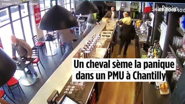 Jument dans un bar à Chantilly : « J'ai juste eu le temps de crier cheval »