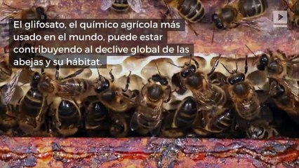 Investigación: herbicida de Monsanto es nocivo para las abejas